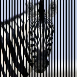 Neuhofer Akustikpaneele Zebra 119,5 x 113,3 x 1,9 cm