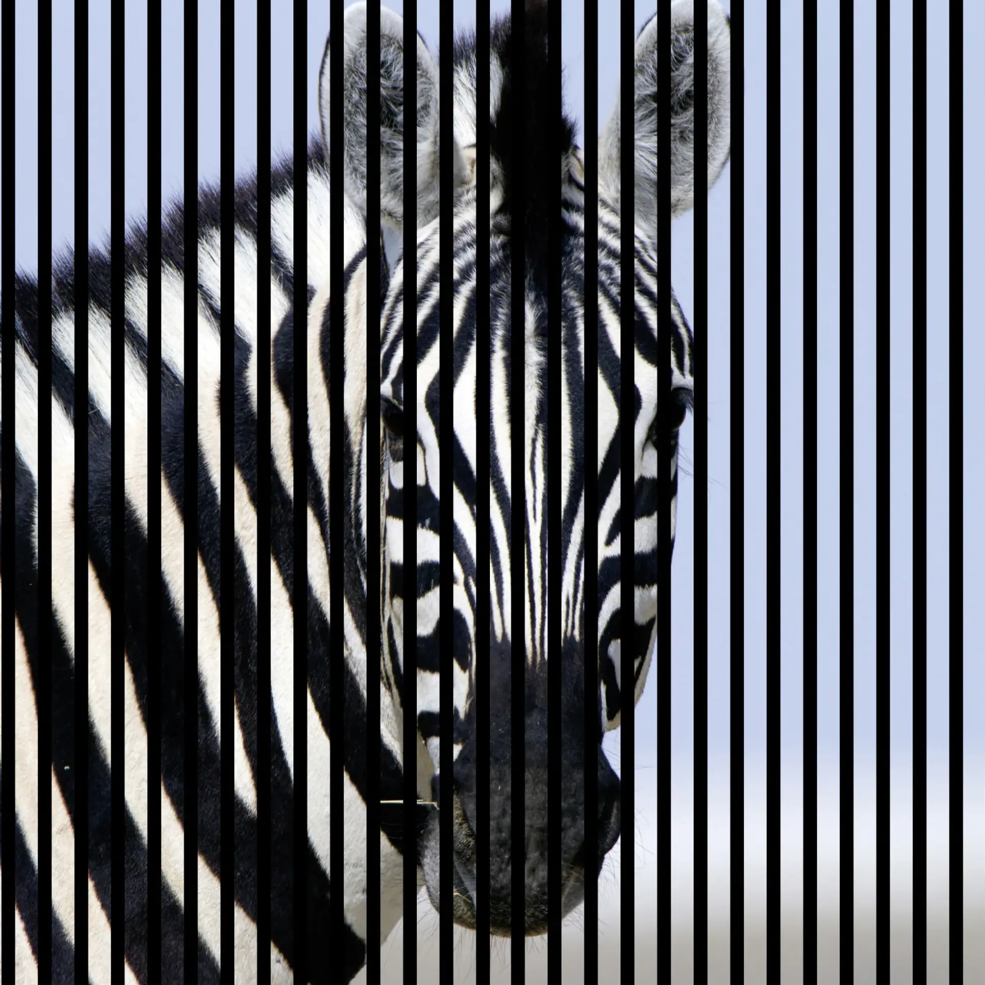Neuhofer Akustikpaneele Zebra 119,5 x 113,3 x 1,9 cm